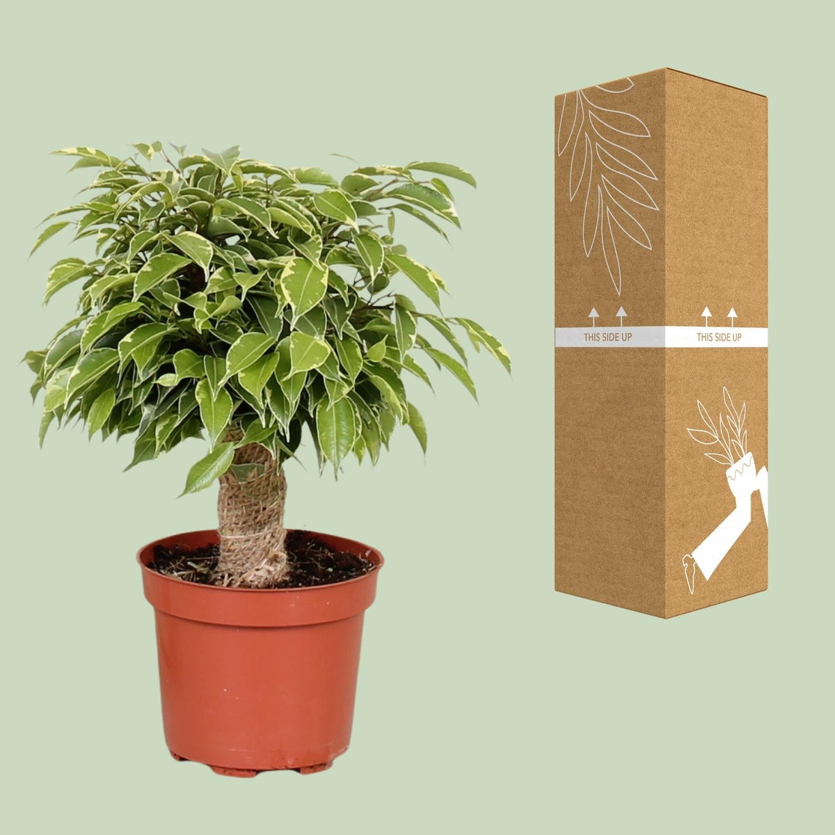 Ficus benjamina ‘Kinky’ – Birkenfeige – 12 cm Topf, 28 cm hoch - Green Guardia - Ihr Experte für Schädlinge und Pflanzen
