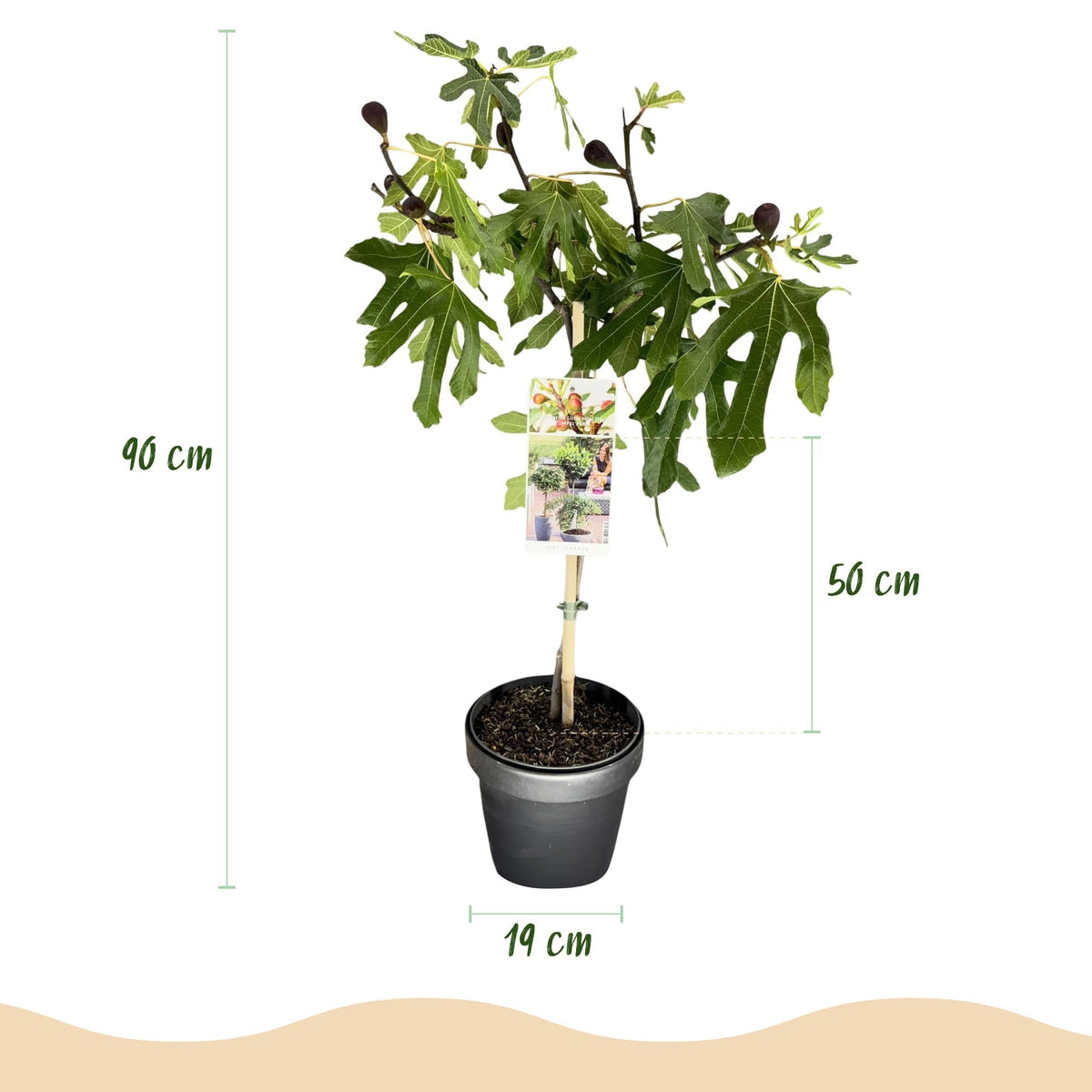 Ficus carica ‚Little Miss Figgy‘ – Terrassenpflanze – laubabwerfend & winterhart – grüne Frucht – 19 cm Topf, ca. 90 cm hoch - Green Guardia - Ihr Experte für Schädlinge und Pflanzen