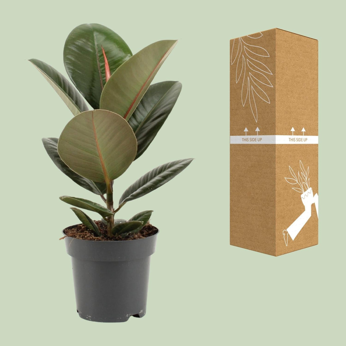 Ficus Elastica ‘Robusta’ – Gummibaum - 35 - 85 cm - Green Guardia - Ihr Experte für Schädlinge und Pflanzen