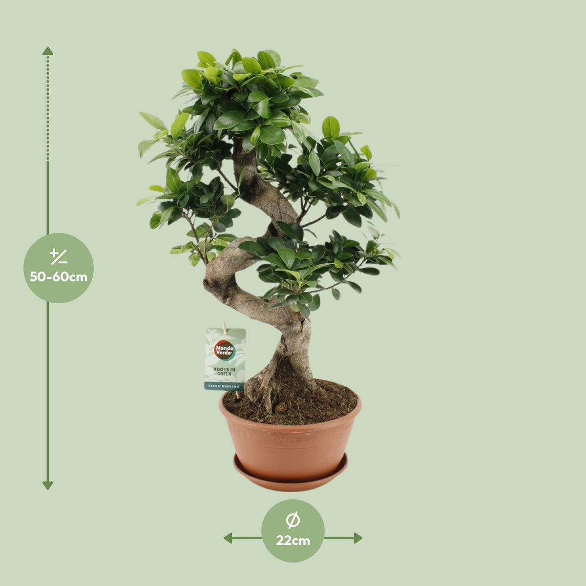 Ficus Ginseng – Bonsai - Feige, 40–70 cm - Green Guardia - Ihr Experte für Schädlinge und Pflanzen