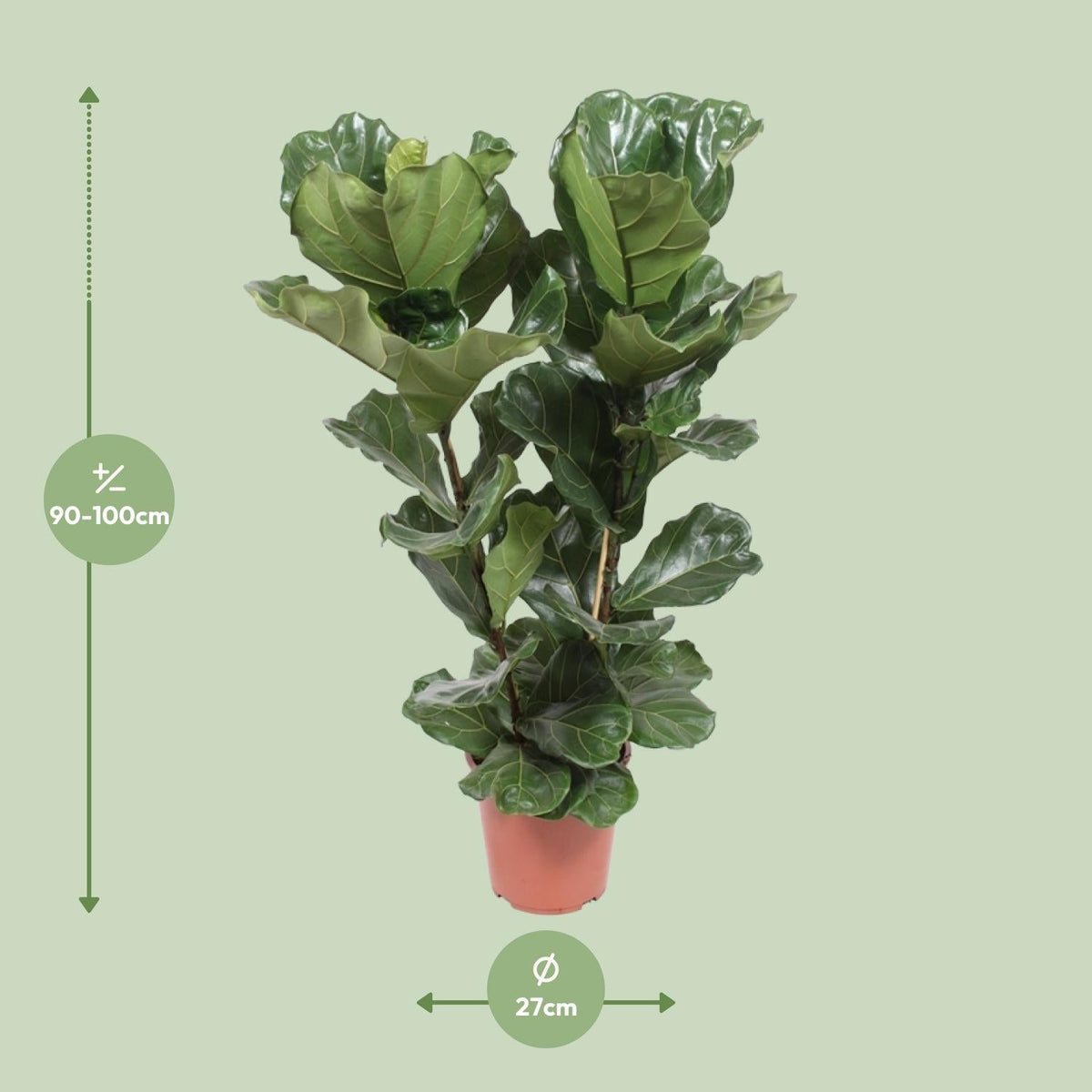 Ficus Lyrata – Geigenfeige - 30 - 130 cm - Green Guardia - Ihr Experte für Schädlinge und Pflanzen