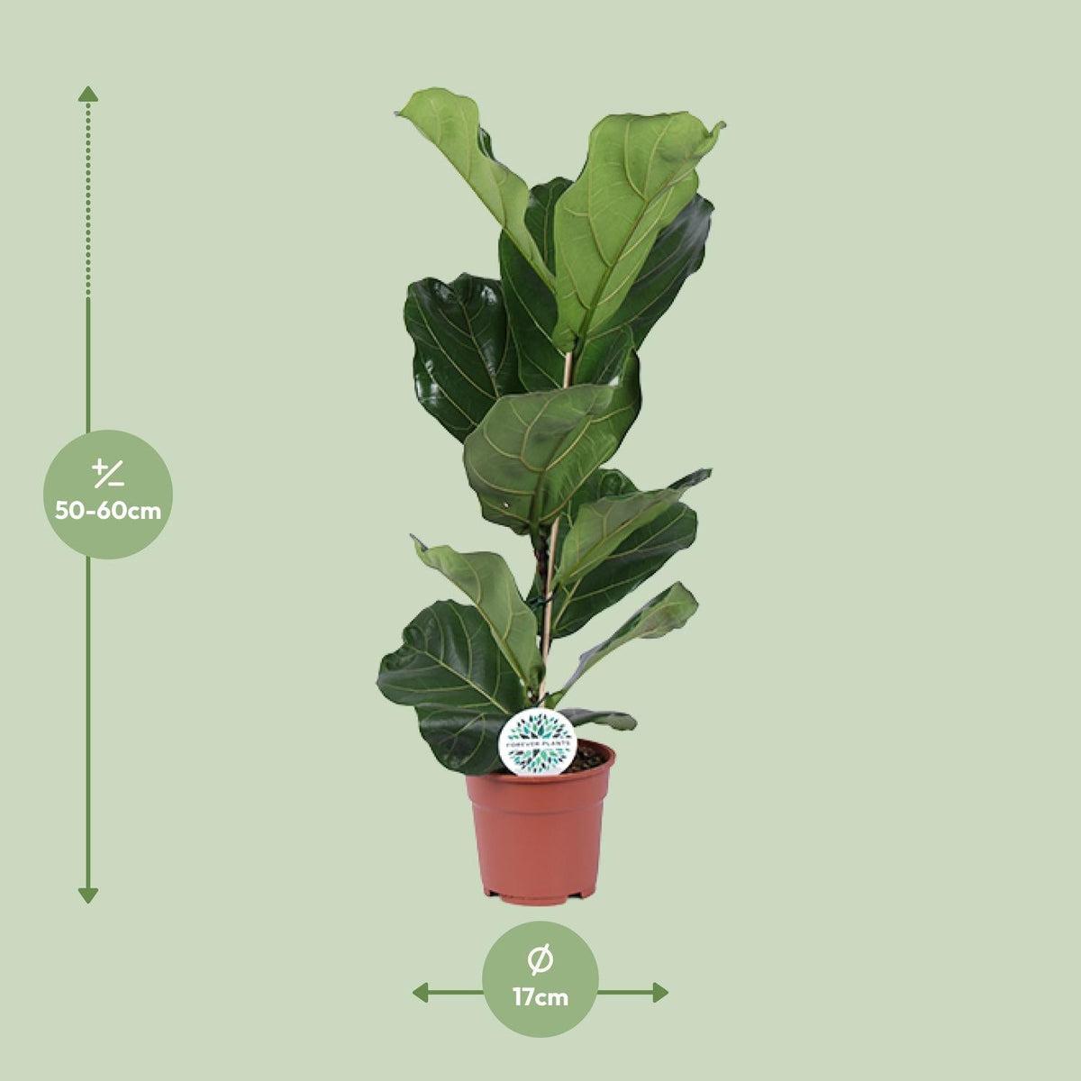 Ficus Lyrata – Geigenfeige - 30 - 130 cm - Green Guardia - Ihr Experte für Schädlinge und Pflanzen