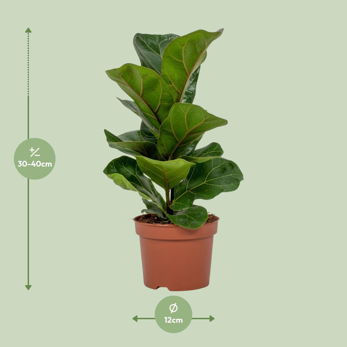Ficus Lyrata – Geigenfeige - 30 - 130 cm - Green Guardia - Ihr Experte für Schädlinge und Pflanzen