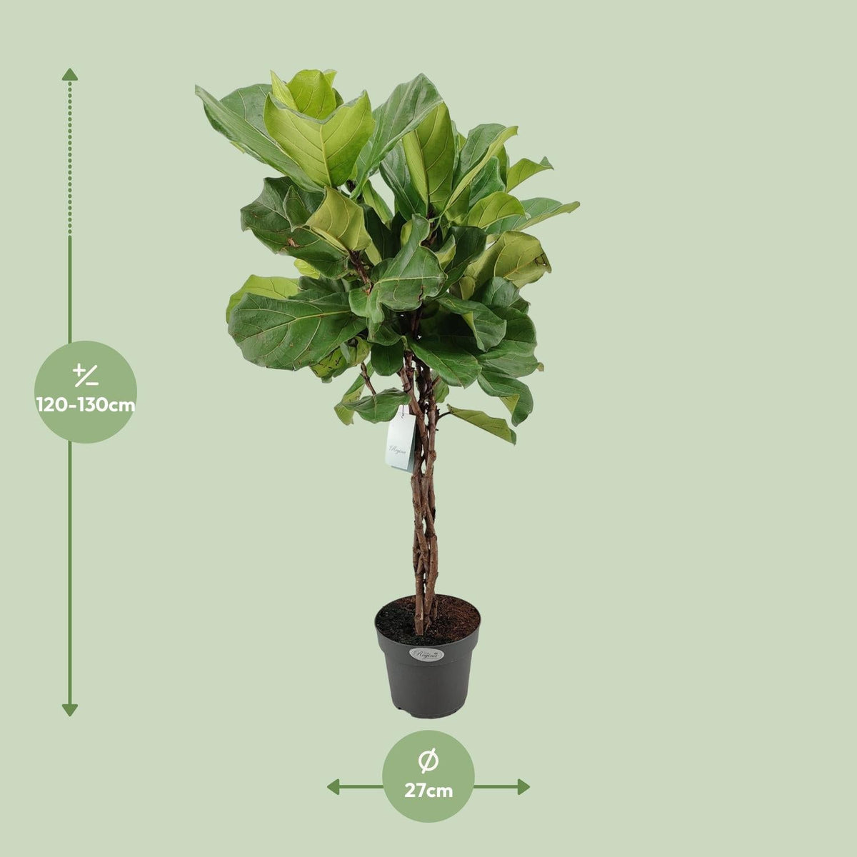 Ficus Lyrata – Geigenfeige - 30 - 130 cm - Green Guardia - Ihr Experte für Schädlinge und Pflanzen