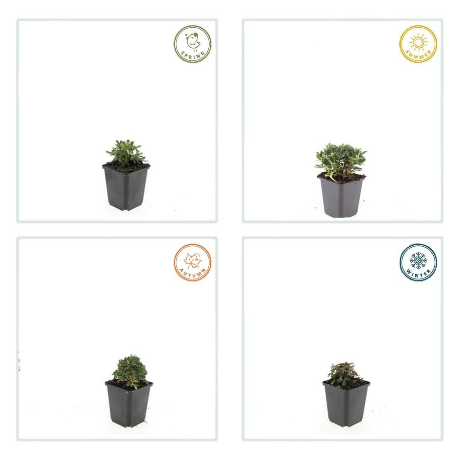 Fingerkraut ‘Nuuk’ – robuste Bodendeckerstaude, 9 cm Topf, 10–25 cm - Green Guardia - Ihr Experte für Schädlinge und Pflanzen