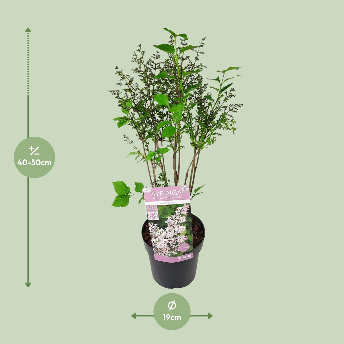 Flieder ‘Violet Uprising’ – buschiger Zierstrauch, 19 cm Topf, 35 cm hoch - Green Guardia - Ihr Experte für Schädlinge und Pflanzen