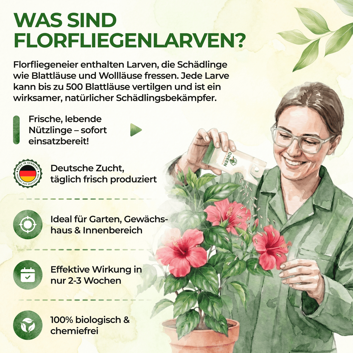 Florfliegenlarven - Eier gegen Blattläuse, Wollläuse - Green Guardia - Ihr Experte für Schädlinge und Pflanzen
