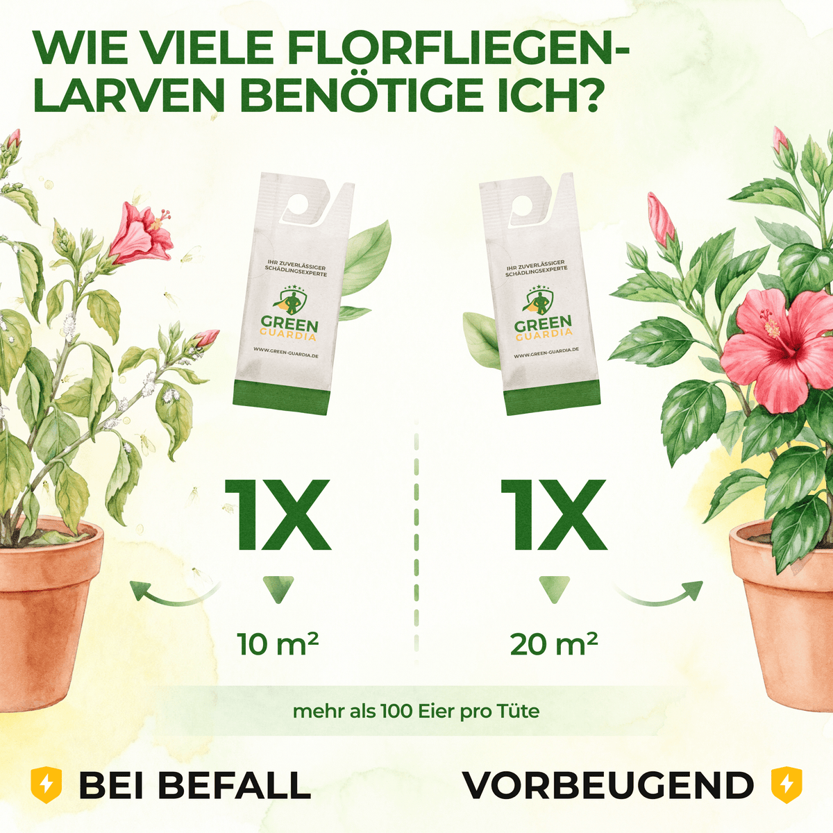 Florfliegenlarven - Eier gegen Blattläuse, Wollläuse - Green Guardia - Ihr Experte für Schädlinge und Pflanzen