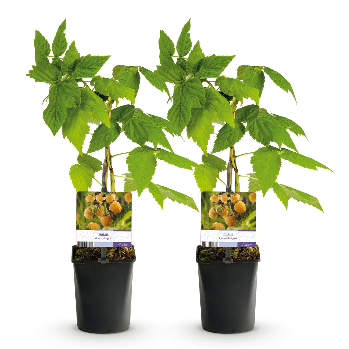 Gelbe Himbeere „Fallgold“ (Rubus idaeus) – 2 Pflanzen im 11 cm Topf, ca. 40 cm - Green Guardia - Ihr Experte für Schädlinge und Pflanzen