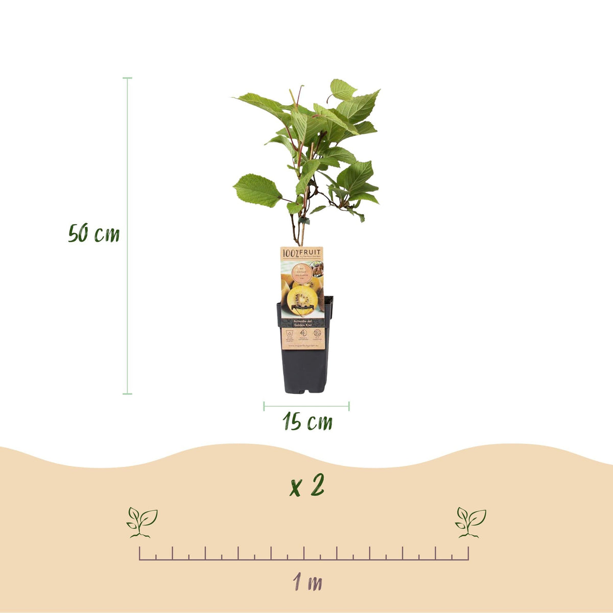 Gelbe Kiwi „Golden Kiwi“ (Actinidia deliciosa), 2 Pflanzen, 50 cm hoch - Green Guardia - Ihr Experte für Schädlinge und Pflanzen