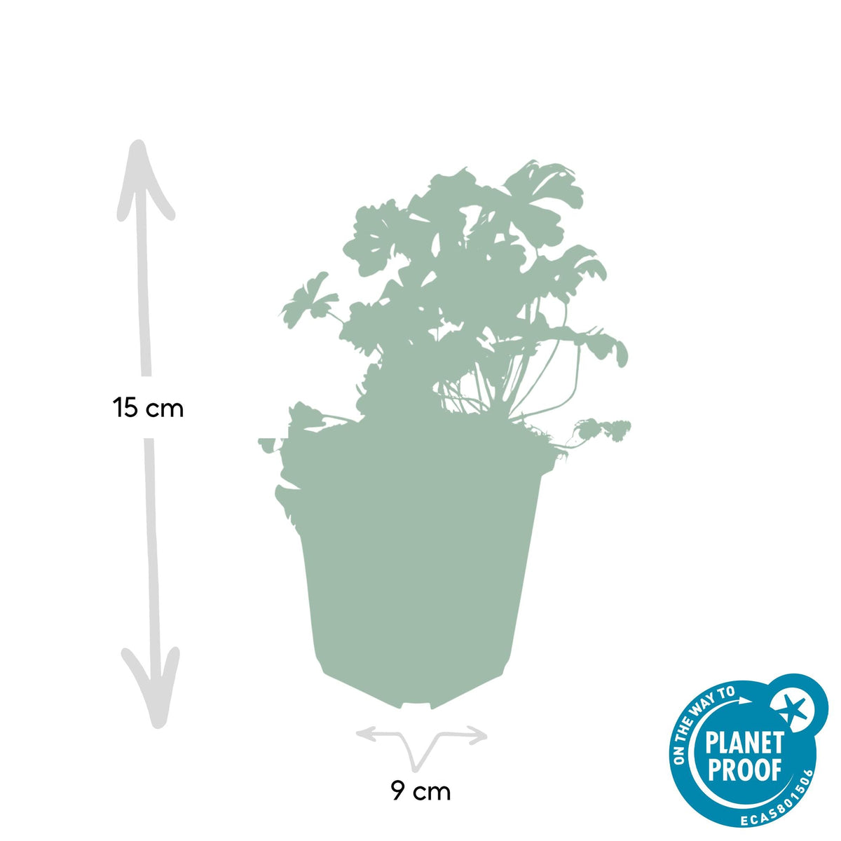 Geranium cantabrigiense ‘Biokovo’ – kompakter Storchschnabel, 9 cm Topf, 10–25 cm Höhe - Green Guardia - Ihr Experte für Schädlinge und Pflanzen