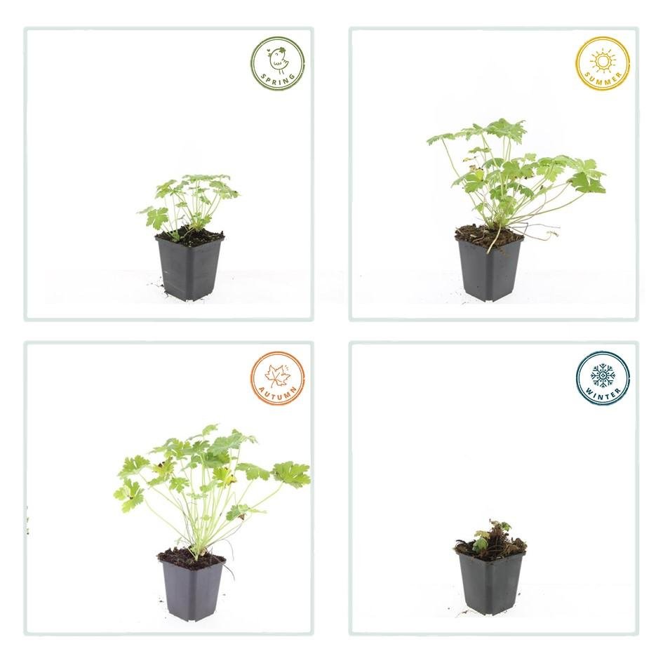 Geranium ‘Czakor’ – robuster Bodendecker, 9 cm Topf, 10–25 cm hoch - Green Guardia - Ihr Experte für Schädlinge und Pflanzen