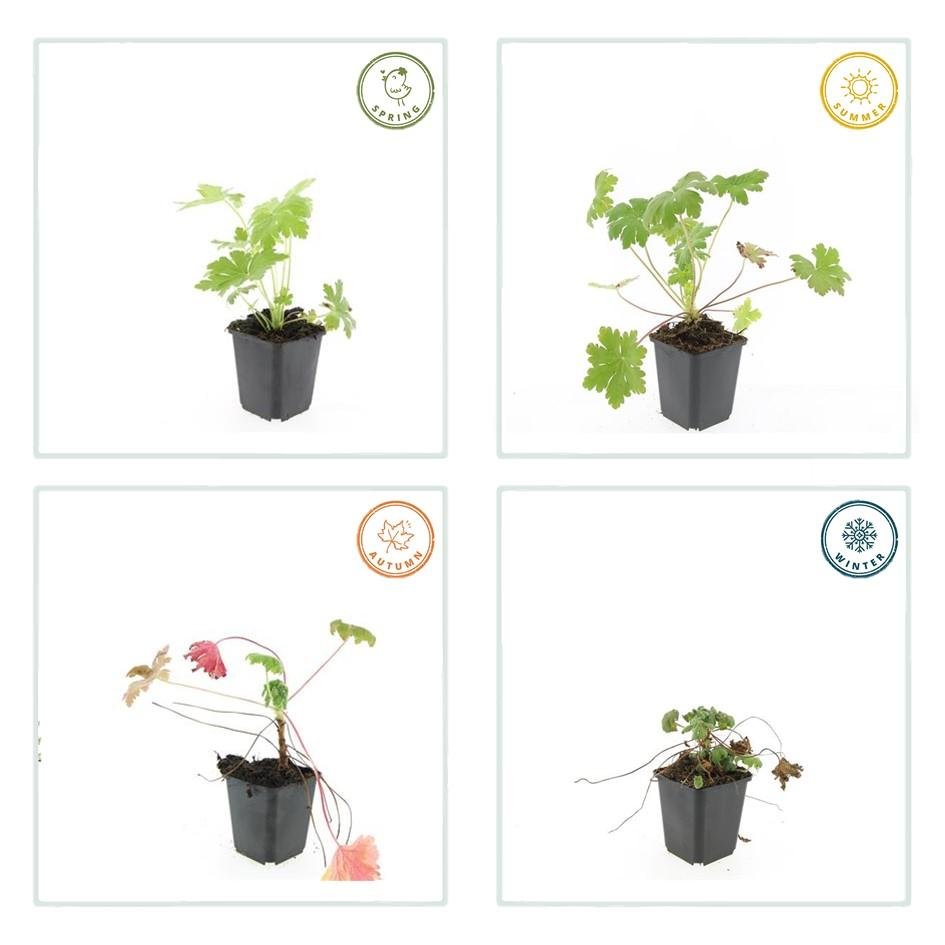Geranium macrorrhizum 'Ingwersen's Var.' – winterhart, 9 cm Topf, 10–25 cm hoch - Green Guardia - Ihr Experte für Schädlinge und Pflanzen