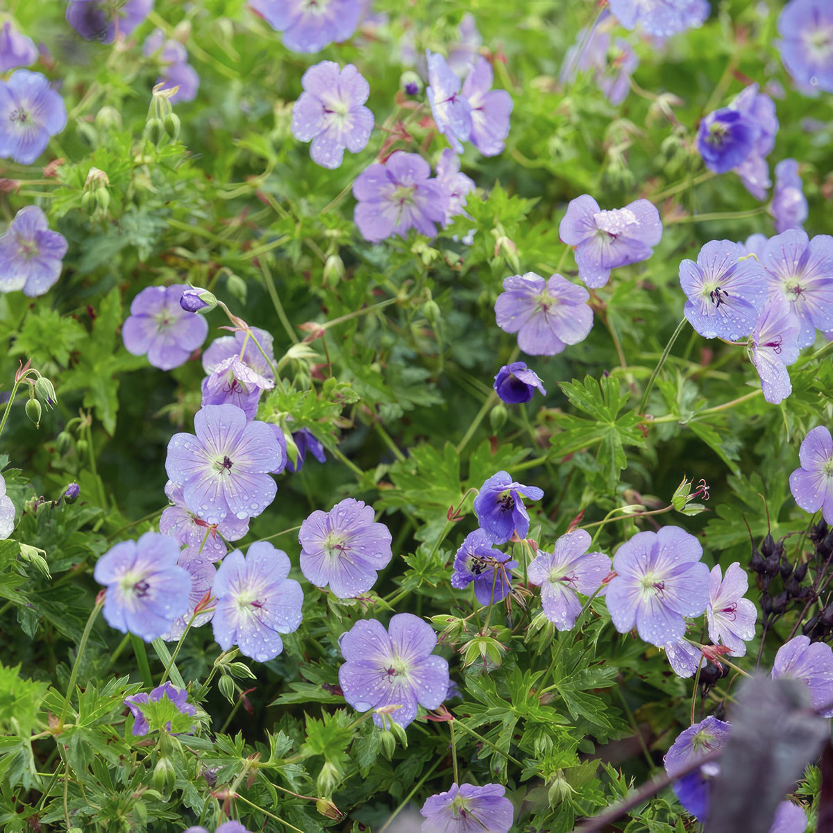 Geranium ‘Rozanne’ – langlebiger Storchschnabel, 10–25 cm hoch - Green Guardia - Ihr Experte für Schädlinge und Pflanzen