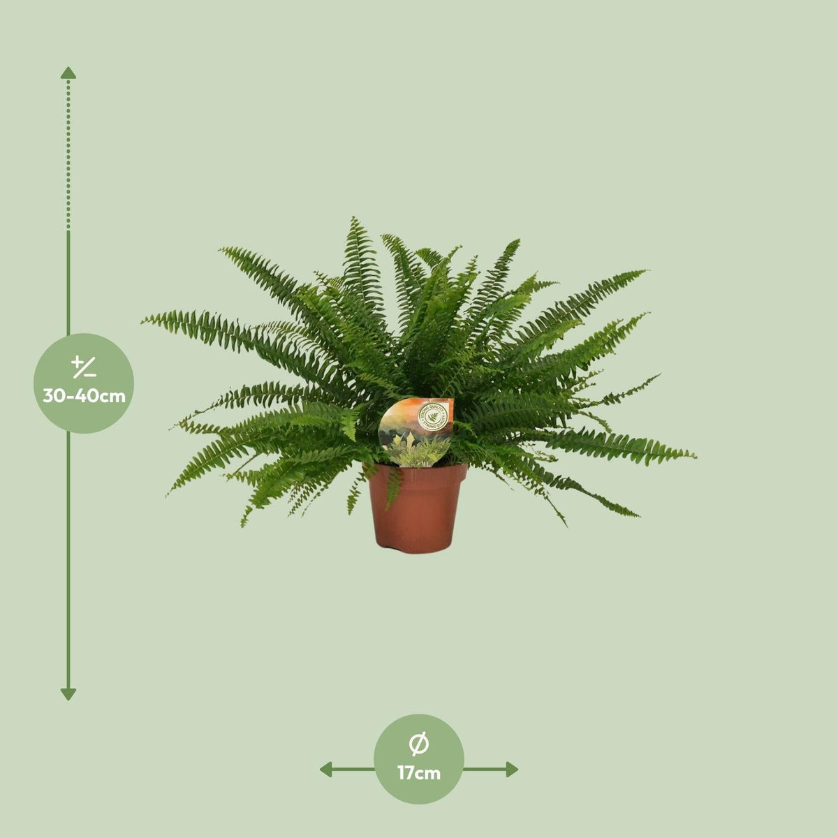 Grüner Farn „Green Lady“ (Nephrolepis) – 30–80 cm - Green Guardia - Ihr Experte für Schädlinge und Pflanzen