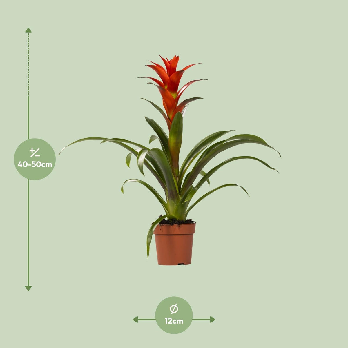 Guzmania – Bromelie - verschiedene Farben - 12cm Topf, 40 - 50cm hoch - Green Guardia - Ihr Experte für Schädlinge und Pflanzen