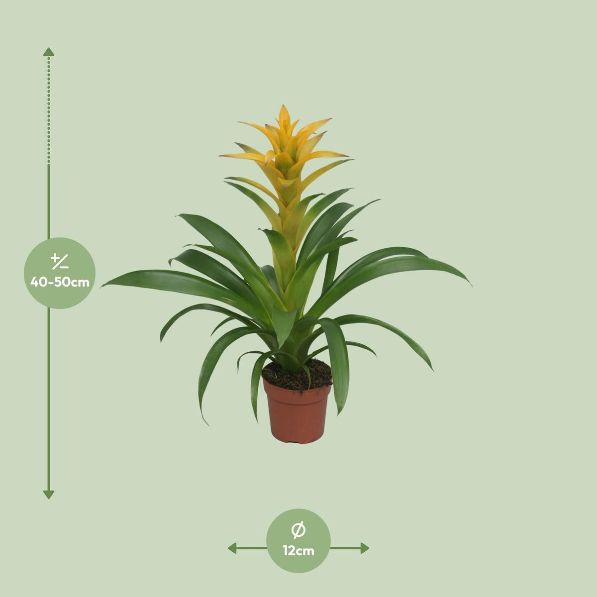 Guzmania – Bromelie - verschiedene Farben - 12cm Topf, 40 - 50cm hoch - Green Guardia - Ihr Experte für Schädlinge und Pflanzen
