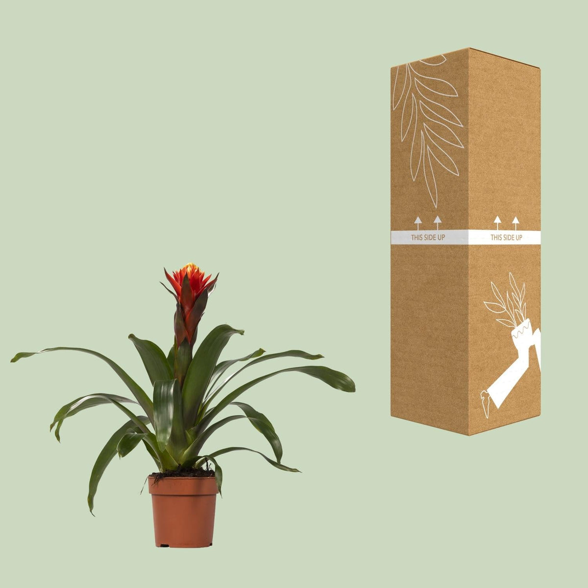 Guzmania – Bromelie - verschiedene Farben - 12cm Topf, 40 - 50cm hoch - Green Guardia - Ihr Experte für Schädlinge und Pflanzen