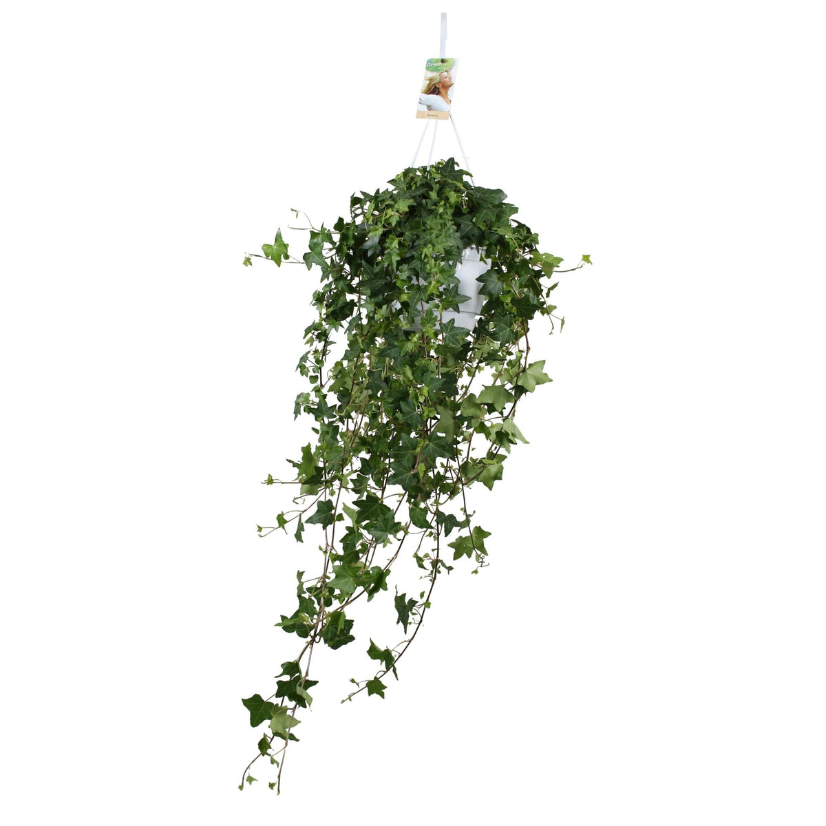 Hedera helix ‘Pitsburg’ – Efeu – Hängepflanze XXL – 17 - 24 cm Topf - Green Guardia - Ihr Experte für Schädlinge und Pflanzen