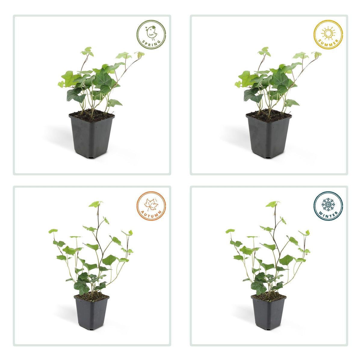 Hedera hibernica – Irischer Efeu, 9 cm Topf, 10–25 cm Höhe - Green Guardia - Ihr Experte für Schädlinge und Pflanzen