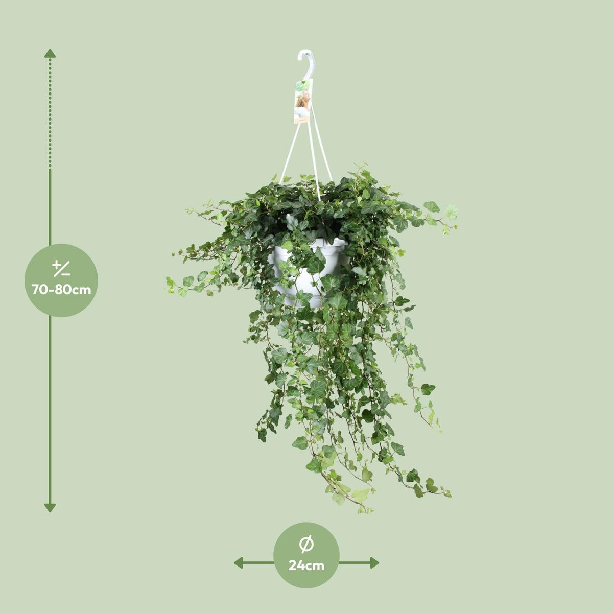Hedera ‘Wonder Green’ – Efeu - 50 - 70 cm - Green Guardia - Ihr Experte für Schädlinge und Pflanzen