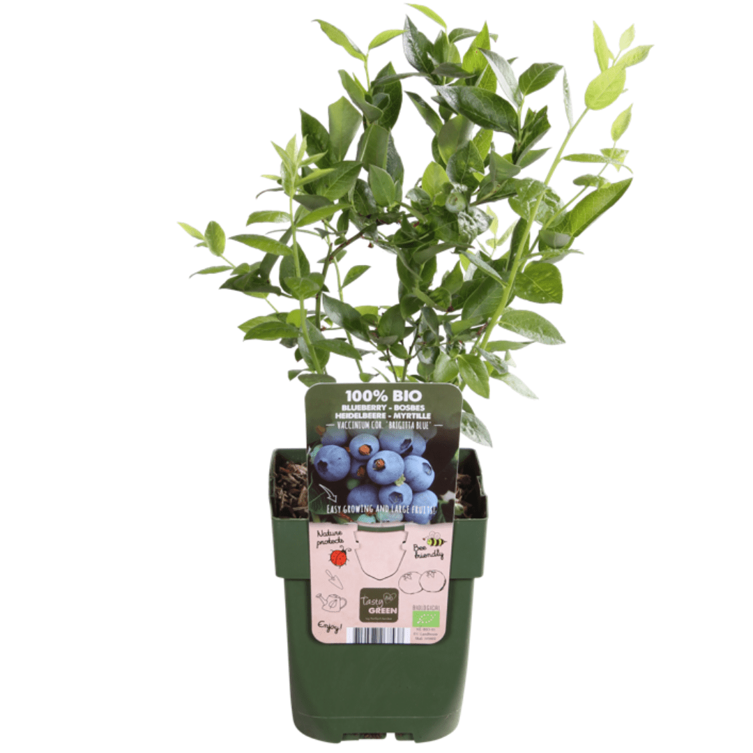 Heidelbeerpflanze aus Bio - Anbau – 13 cm Topf, 20 cm Höhe - Green Guardia - Ihr Experte für Schädlinge und Pflanzen