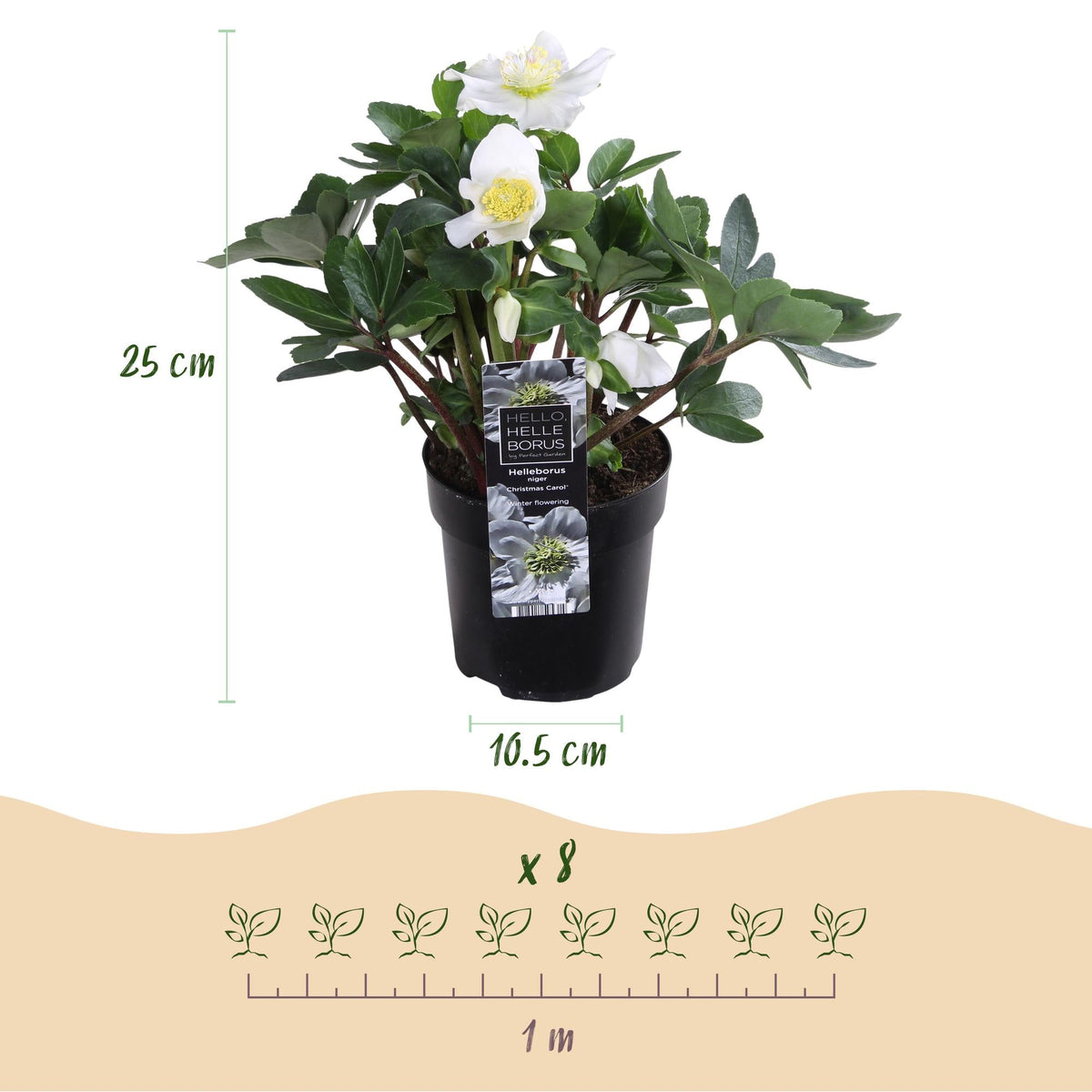 Helleborus ‚Christmas Carol‘ – immergrün – weiße Blüte – verschiedene Größen und Anzahl an Pflanzen - Green Guardia - Ihr Experte für Schädlinge und Pflanzen