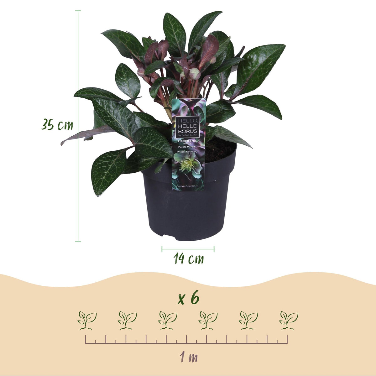 Helleborus lividus ‘Purple Marble’ – immergrün & pflegeleicht – violette Blüte – 14 cm Topf, ca. 35 cm hoch - Green Guardia - Ihr Experte für Schädlinge und Pflanzen