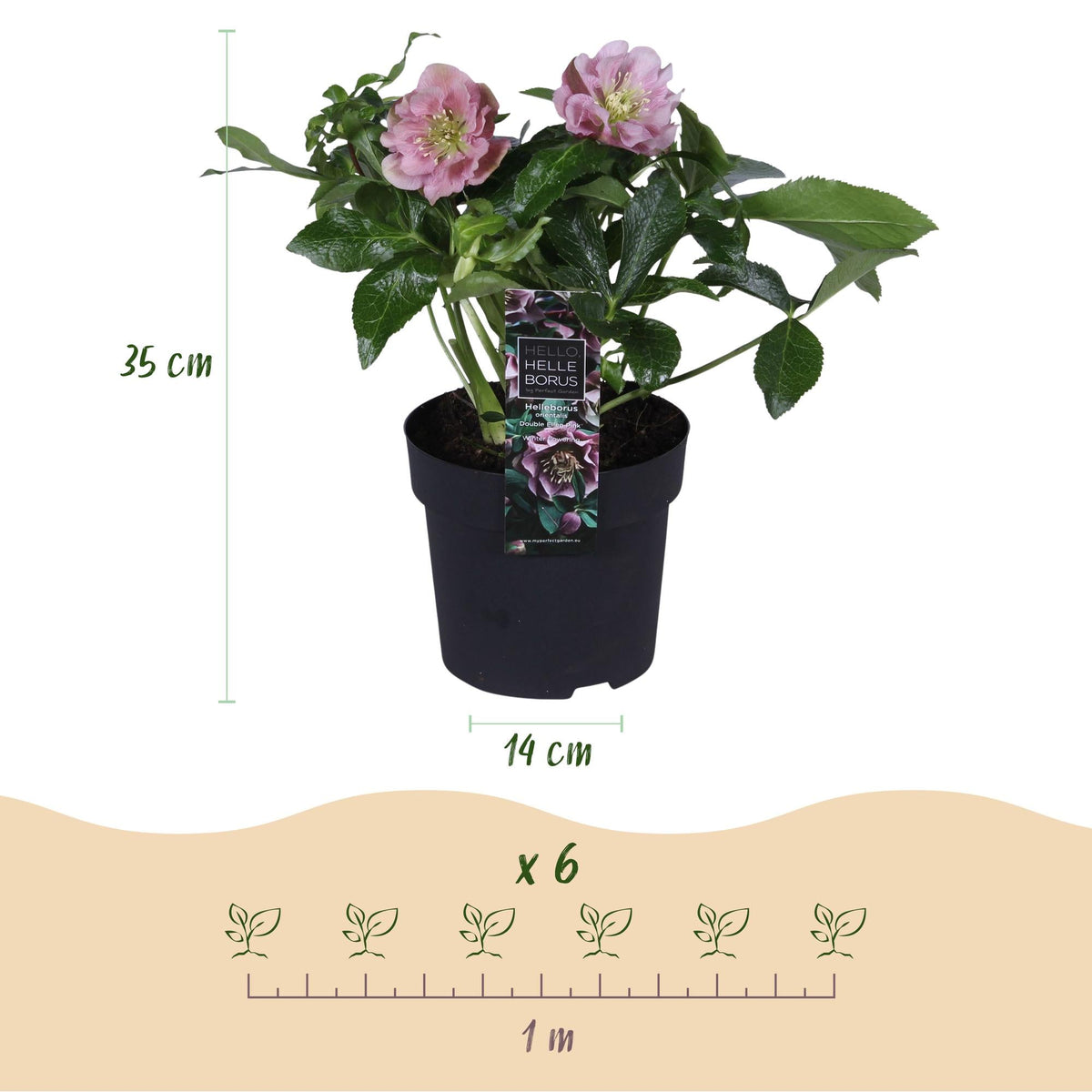 Helleborus orientalis ‘Double Ellen Pink’ – immergrün & pflegeleicht – rosa Blüte – 14 cm Topf, ca. 35 cm hoch - Green Guardia - Ihr Experte für Schädlinge und Pflanzen