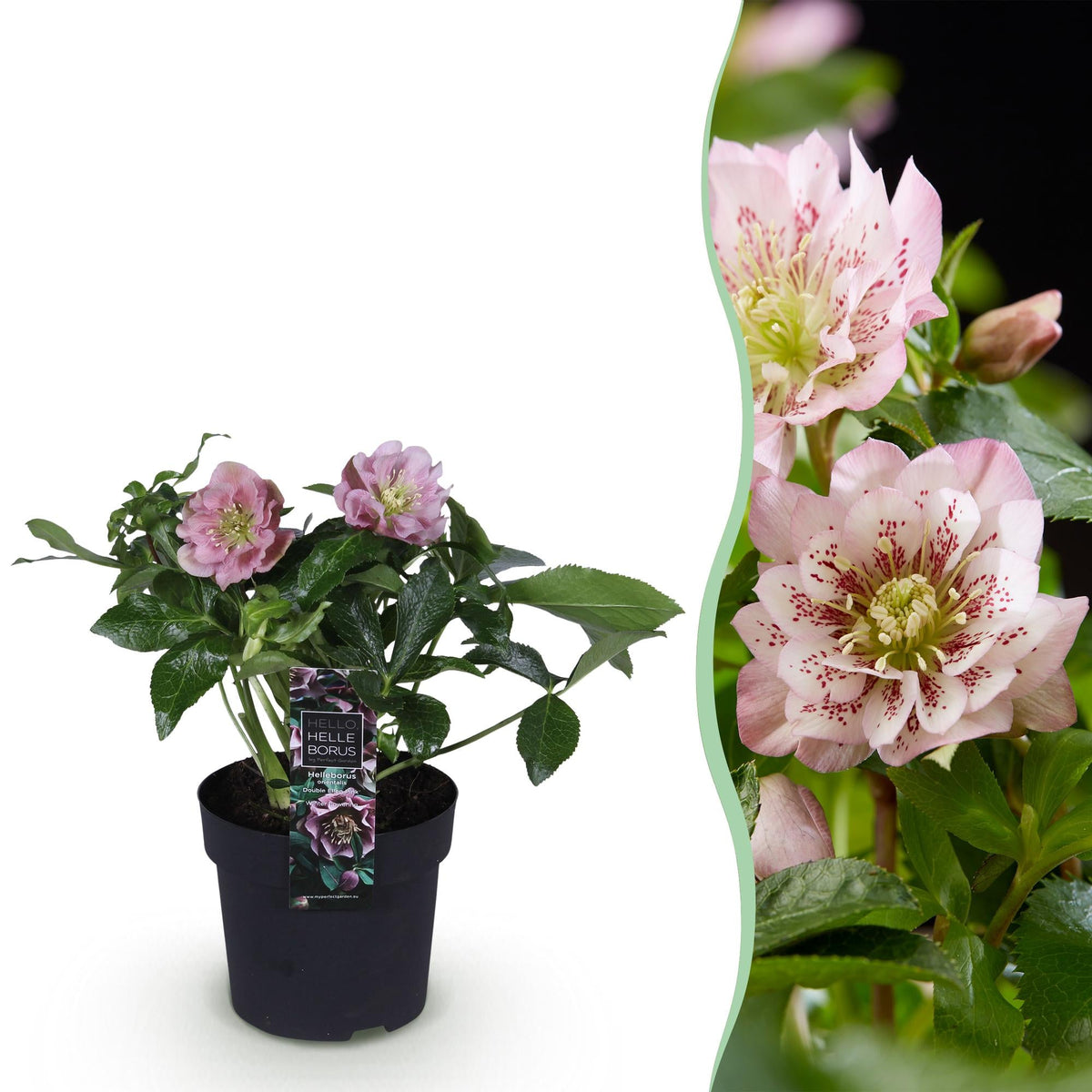 Helleborus orientalis ‘Double Ellen Pink’ – immergrün & pflegeleicht – rosa Blüte – 14 cm Topf, ca. 35 cm hoch - Green Guardia - Ihr Experte für Schädlinge und Pflanzen