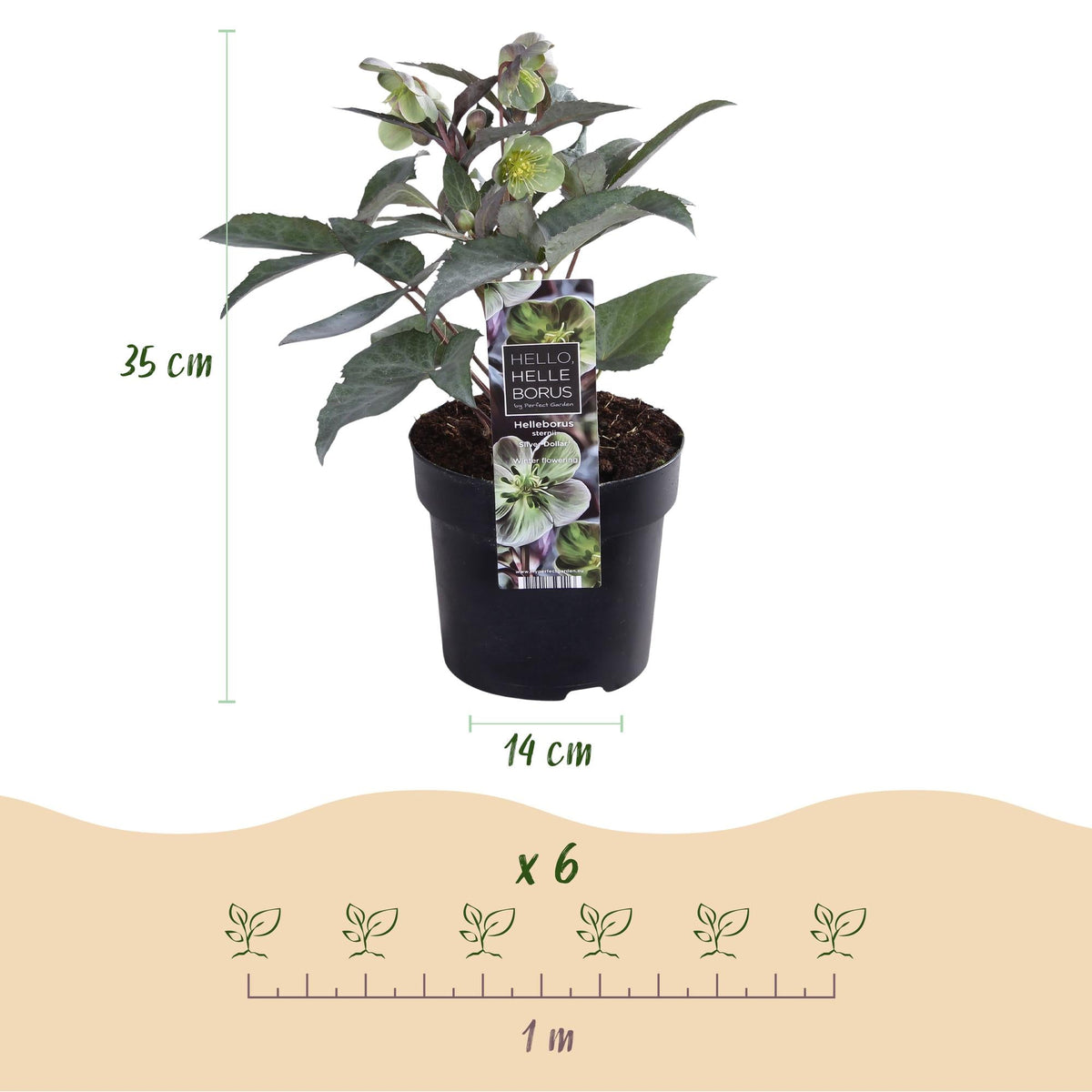 Helleborus sternii ‘Silver Dollar’ – immergrün & pflegeleicht – grüne Blüte – 14 cm Topf, ca. 35 cm hoch - Green Guardia - Ihr Experte für Schädlinge und Pflanzen