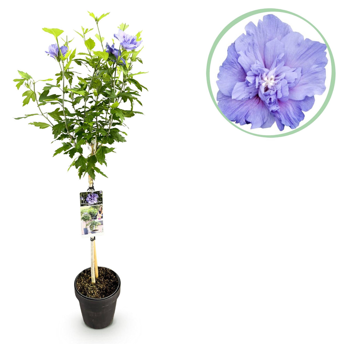 Hibiskus Blue Chiffon® – laubabwerfende, pflegeleichte Stammpflanze, 19 cm Topf, 90 cm hoch - Green Guardia - Ihr Experte für Schädlinge und Pflanzen