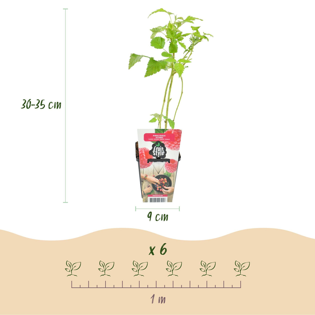 Himbeere – Rubus idaeus ‘Ottawa’ – winterhart – rote Himbeeren – 3 Pflanzen – 9 cm Topf - Green Guardia - Ihr Experte für Schädlinge und Pflanzen