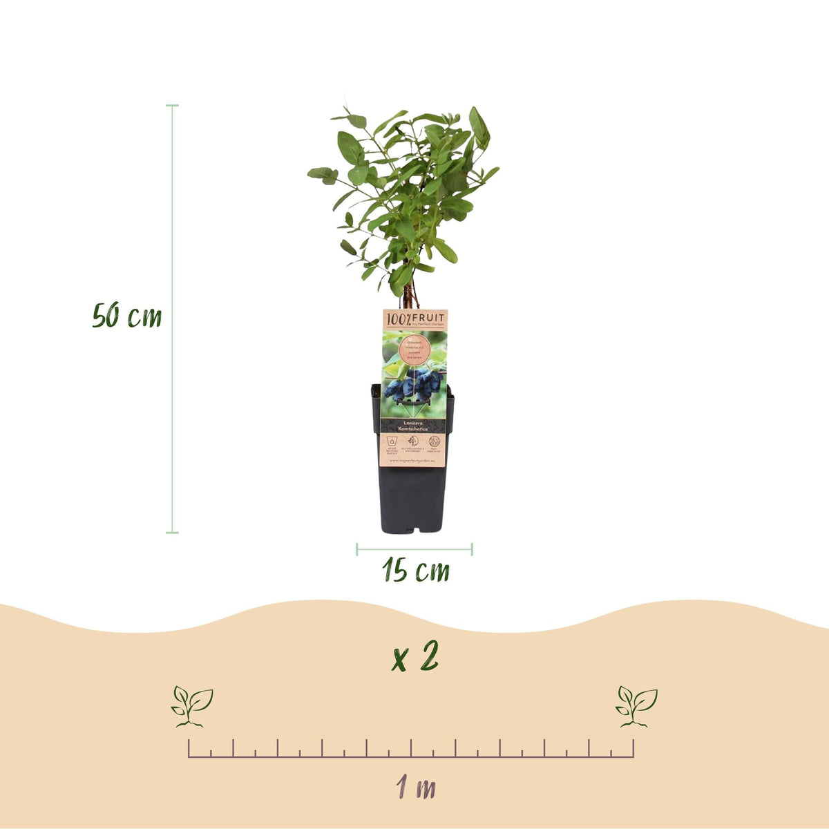 Honigbeere (Lonicera caerulea ‘Kamchatika’) – 2 Pflanzen, 15 cm Topf, 50 cm hoch - Green Guardia - Ihr Experte für Schädlinge und Pflanzen