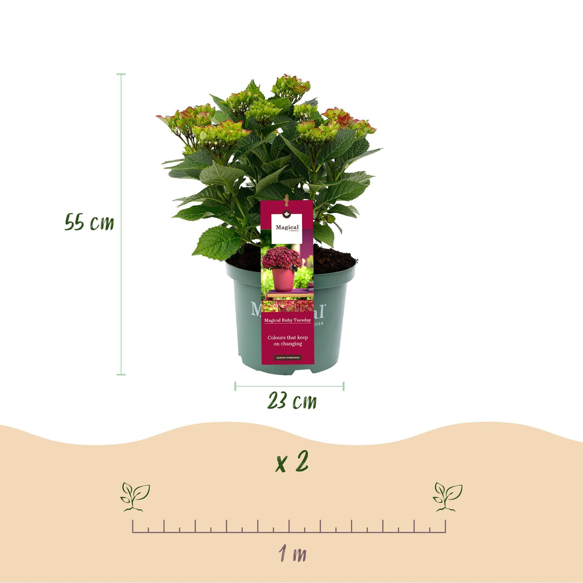 Hortensie Magical Tuesday & Sapphire – rot, 6–10 Blüten, 23 cm Topf, 55 cm hoch - Green Guardia - Ihr Experte für Schädlinge und Pflanzen