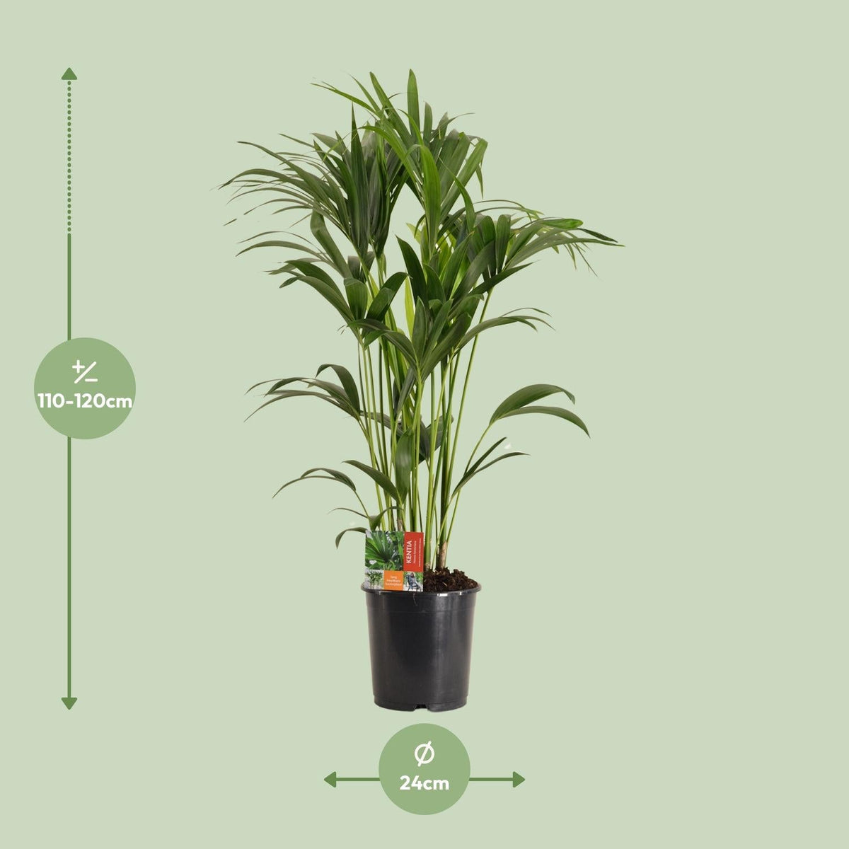 Howea forsteriana – Kentia - Palme – verschiedene Größen – ab 21 cm Topf - Green Guardia - Ihr Experte für Schädlinge und Pflanzen