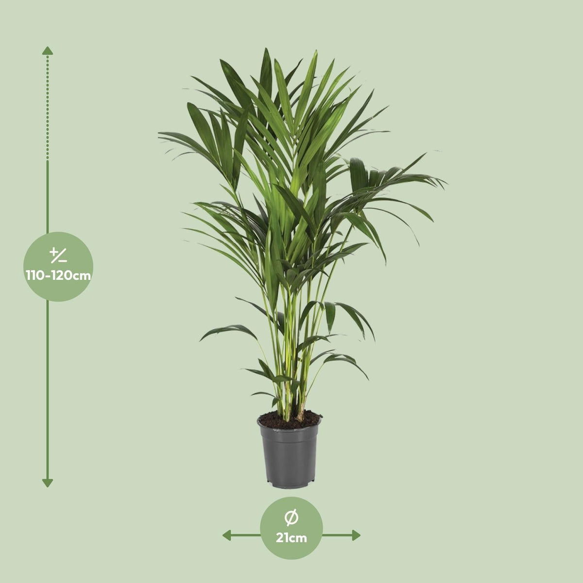 Howea forsteriana – Kentia - Palme – verschiedene Größen – ab 21 cm Topf - Green Guardia - Ihr Experte für Schädlinge und Pflanzen