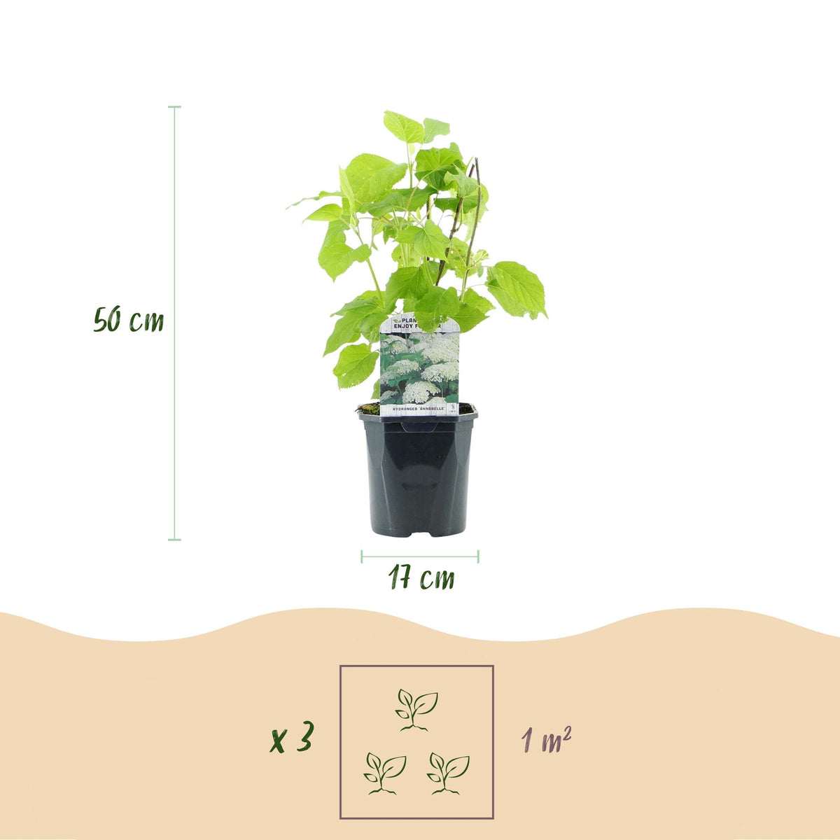 Hydrangea arborescens ‘Annabelle’ – weiße Blüten, laubabwerfend, 3 Pflanzen pro m², 17 cm Topf, 50 cm Höhe - Green Guardia - Ihr Experte für Schädlinge und Pflanzen
