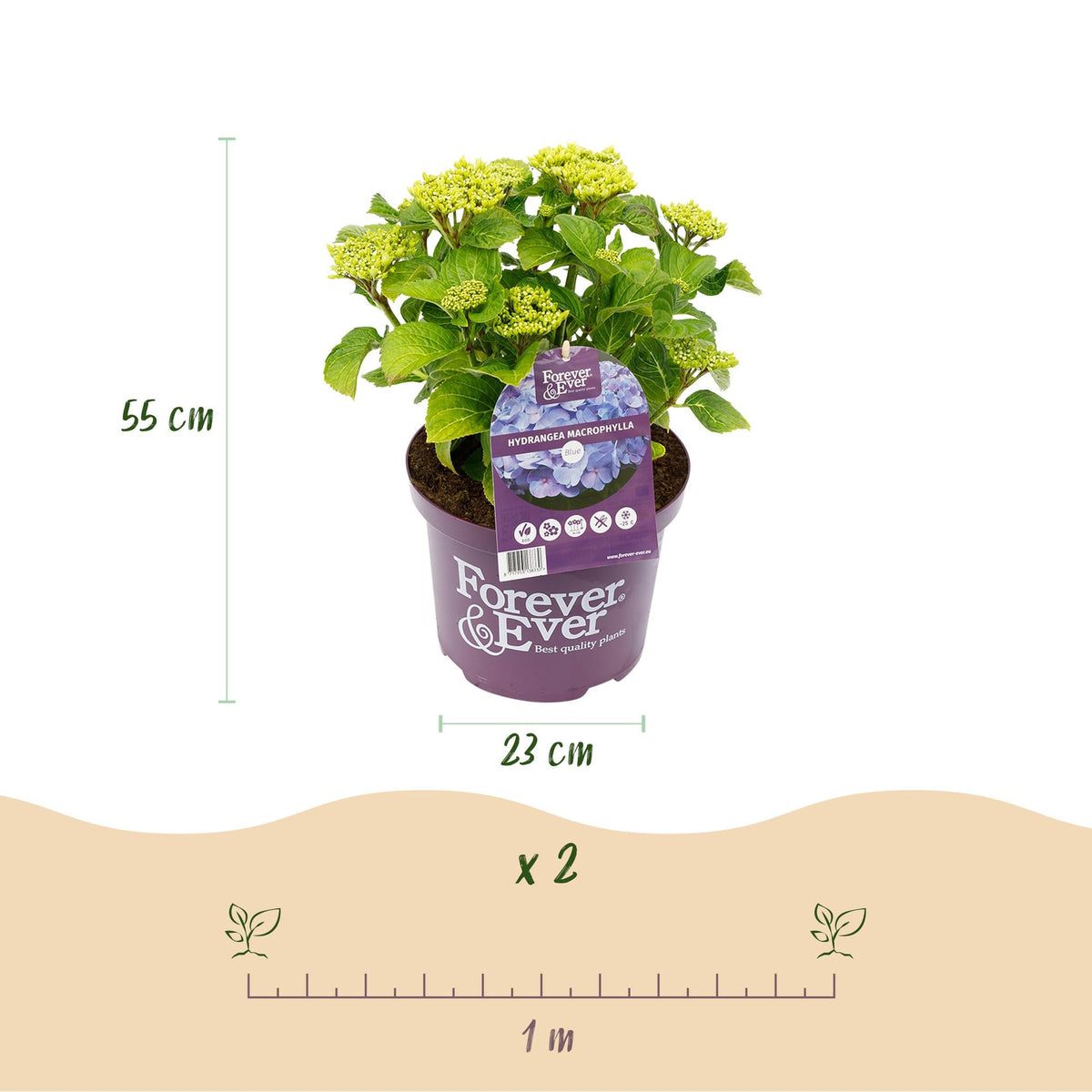 Hydrangea ‘Forever & Ever’ Blue – Hortensie, 7–12 Blüten – 23 cm Topf, 55 cm hoch - Green Guardia - Ihr Experte für Schädlinge und Pflanzen