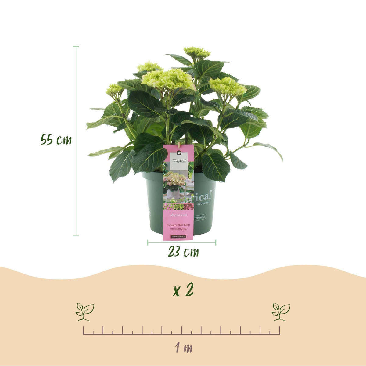 Hydrangea ‘Magical Jewel Pink’ – rosa Hortensie für Balkon & Garten, 23 cm Topf, 55 cm Höhe - Green Guardia - Ihr Experte für Schädlinge und Pflanzen