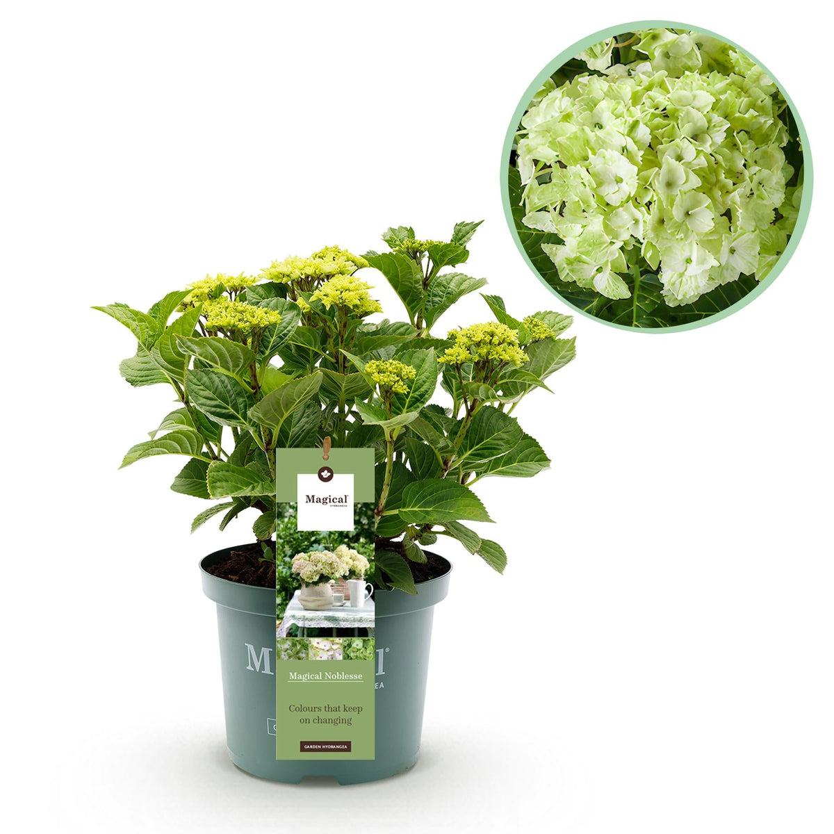 Hydrangea ‘Magical Nobless’ – weiße Hortensie, 23 cm Topf, 55 cm hoch - Green Guardia - Ihr Experte für Schädlinge und Pflanzen