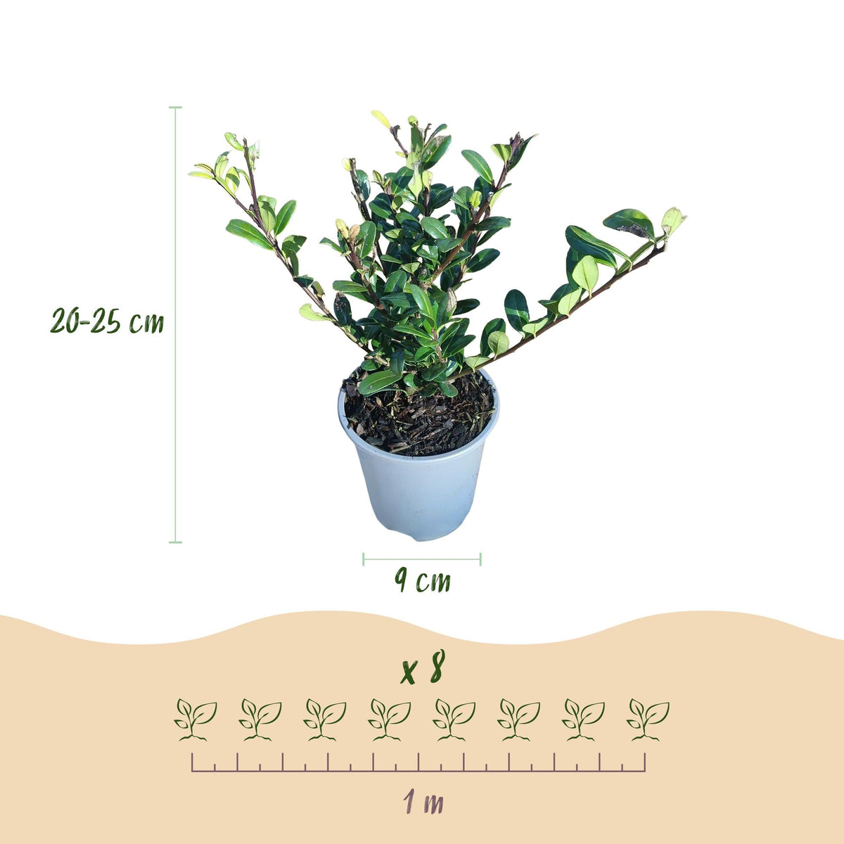 Ilex crenata ‘Caroline Upright’ – grünes Blatt – 8 Pflanzen – ca. 1 laufender Meter – immergrün – 9 cm Topf, 25–30 cm hoch - Green Guardia - Ihr Experte für Schädlinge und Pflanzen