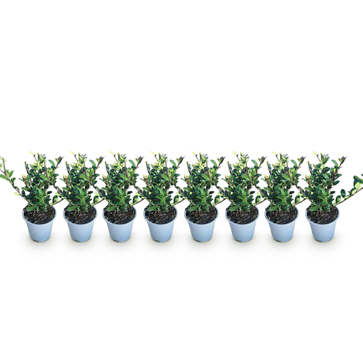 Ilex crenata ‘Caroline Upright’ – grünes Blatt – 8 Pflanzen – ca. 1 laufender Meter – immergrün – 9 cm Topf, 25–30 cm hoch - Green Guardia - Ihr Experte für Schädlinge und Pflanzen