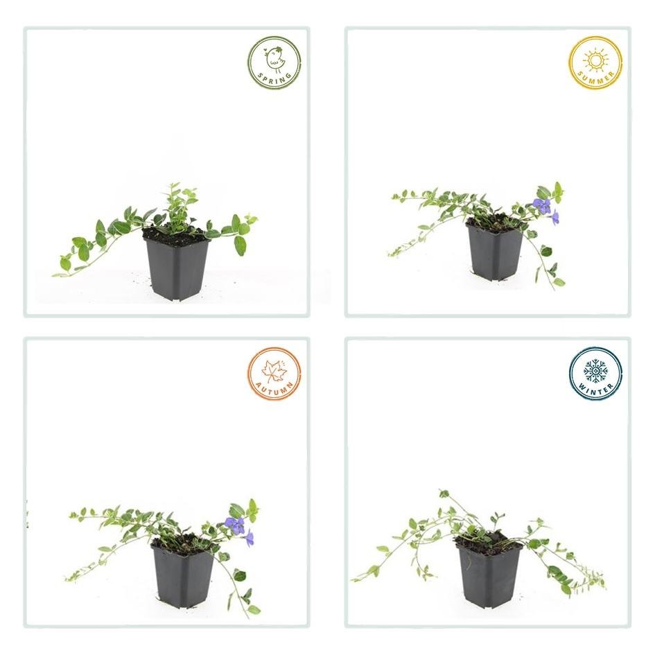 Immergrün ‘Argenteovariegata’ – buntlaubige Sorte, 9 cm Topf, 10–25 cm - Green Guardia - Ihr Experte für Schädlinge und Pflanzen