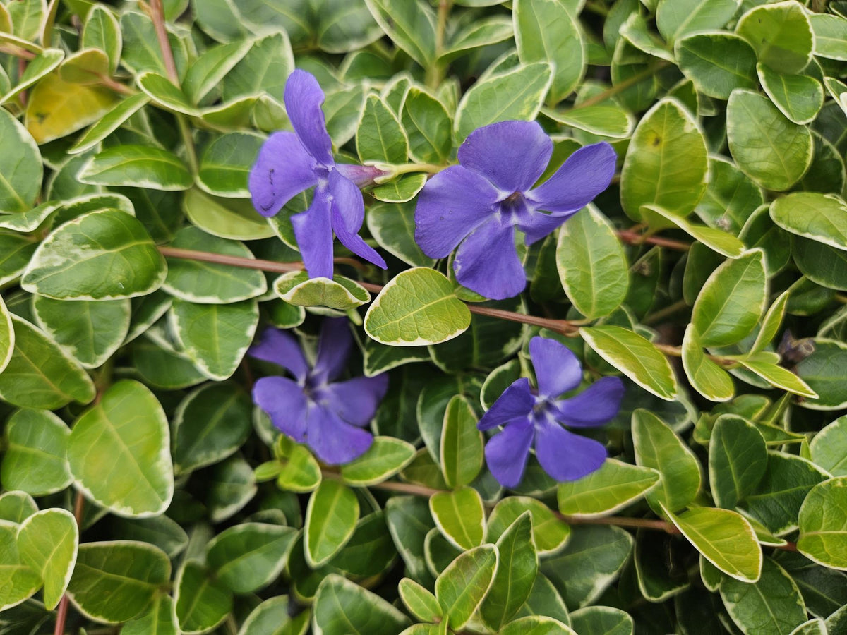 Immergrün ‘Argenteovariegata’ – buntlaubige Sorte, 9 cm Topf, 10–25 cm - Green Guardia - Ihr Experte für Schädlinge und Pflanzen