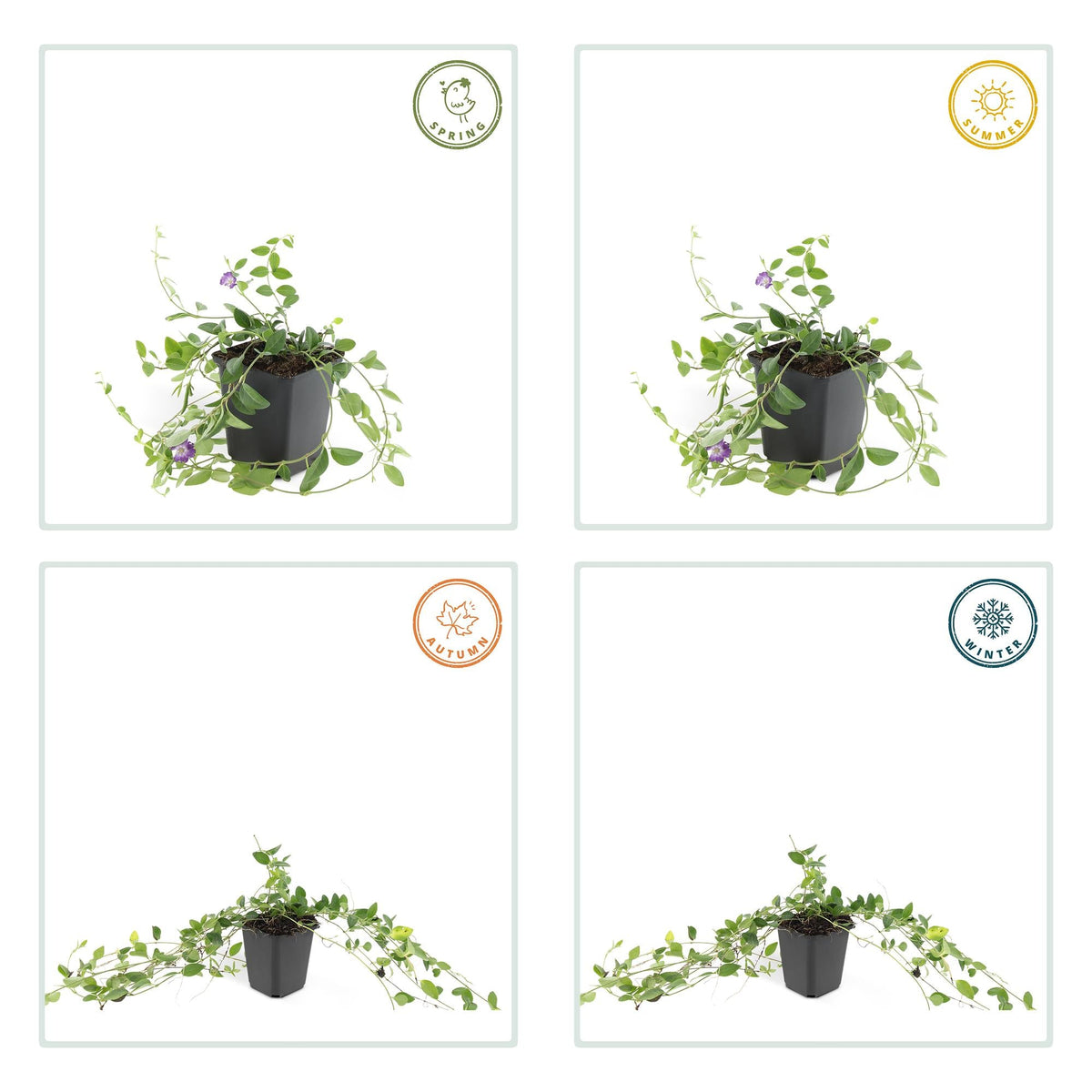 Immergrün ‘Atropurpurea’ – robust & winterhart, 9 cm Topf, 10–25 cm Höhe - Green Guardia - Ihr Experte für Schädlinge und Pflanzen