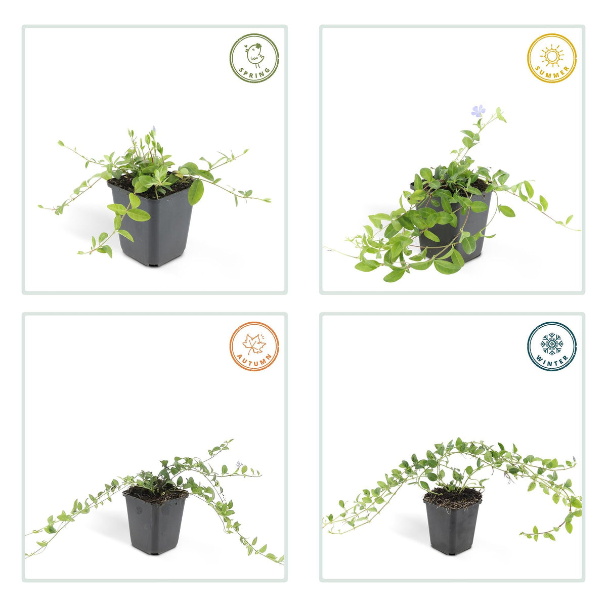 Immergrün ‘La Grave’ (Vinca minor) – 9 cm Topf, 10–25 cm Höhe - Green Guardia - Ihr Experte für Schädlinge und Pflanzen