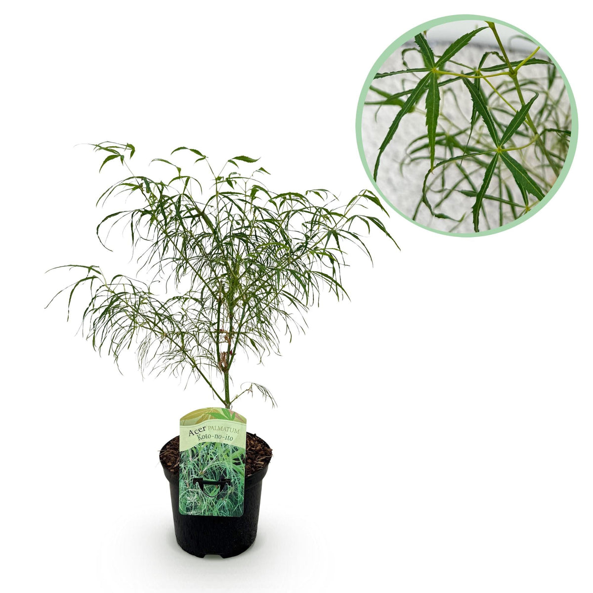 Japanischer Ahorn ‘Koto - no - ito’ – Ziergehölz für Balkon und Garten, 19 cm Topf, 70 cm - Green Guardia - Ihr Experte für Schädlinge und Pflanzen