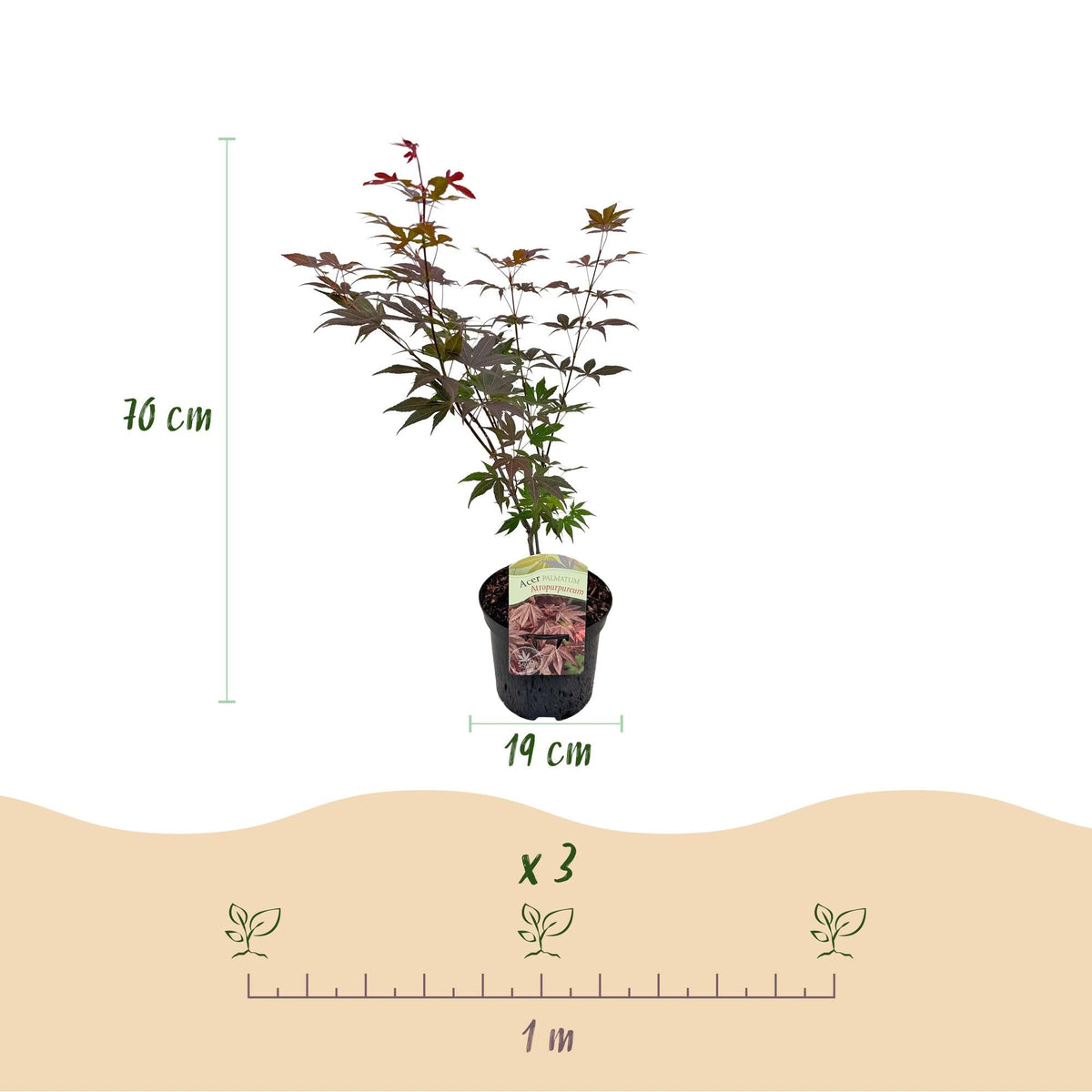 Japanischer Ahorn – Sorte ‘Atropurpureum’, lila, laubabwerfend, 19 cm Topf, 70 cm Höhe - Green Guardia - Ihr Experte für Schädlinge und Pflanzen