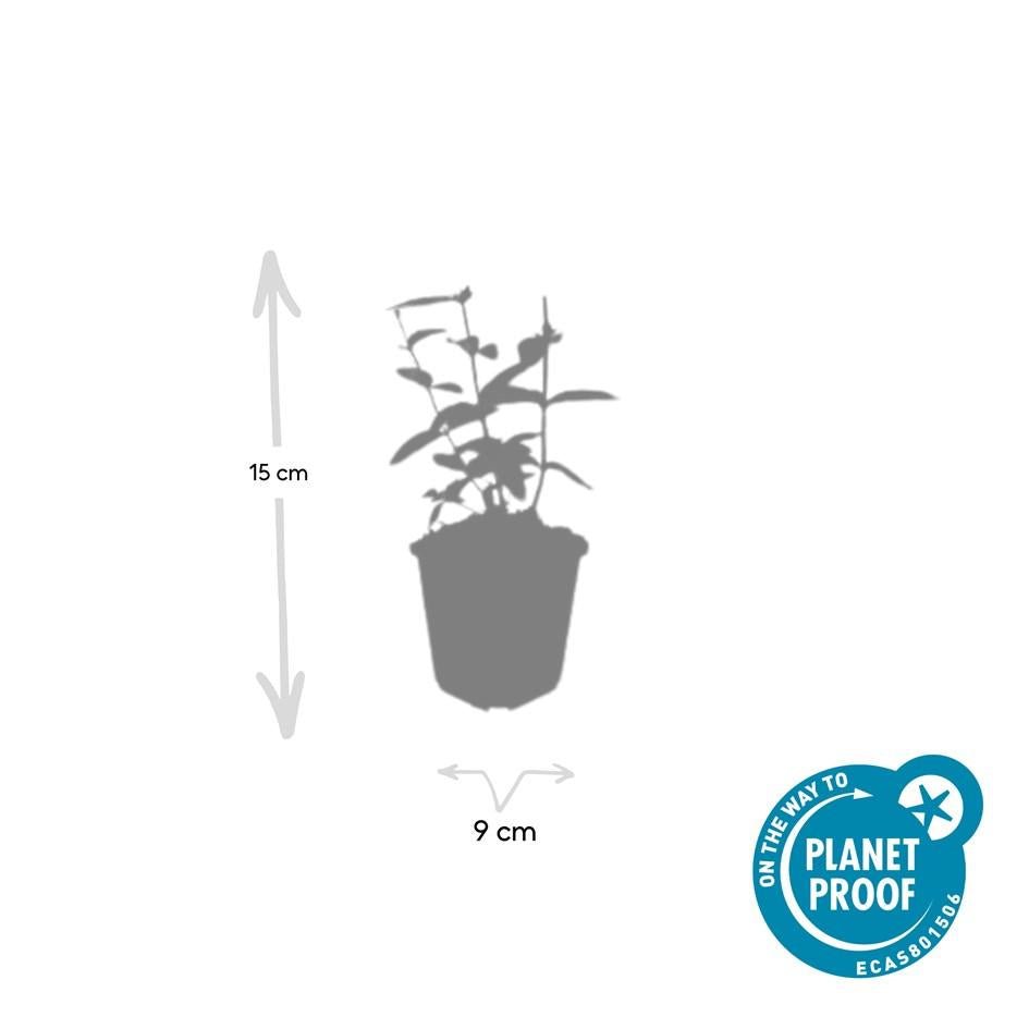Johanniskraut ‘Annabel’ – Zierjohanniskraut, 9 cm Topf, 10–25 cm hoch - Green Guardia - Ihr Experte für Schädlinge und Pflanzen